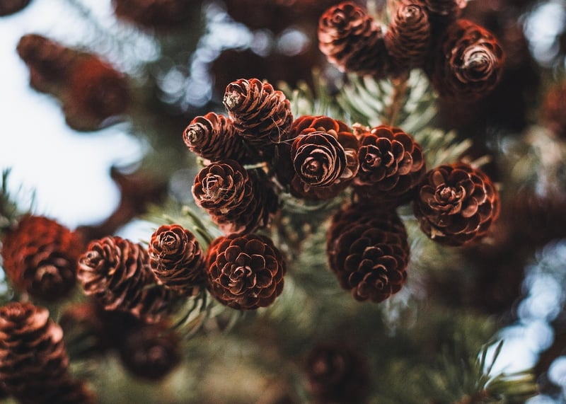Pine Cone Ornaments